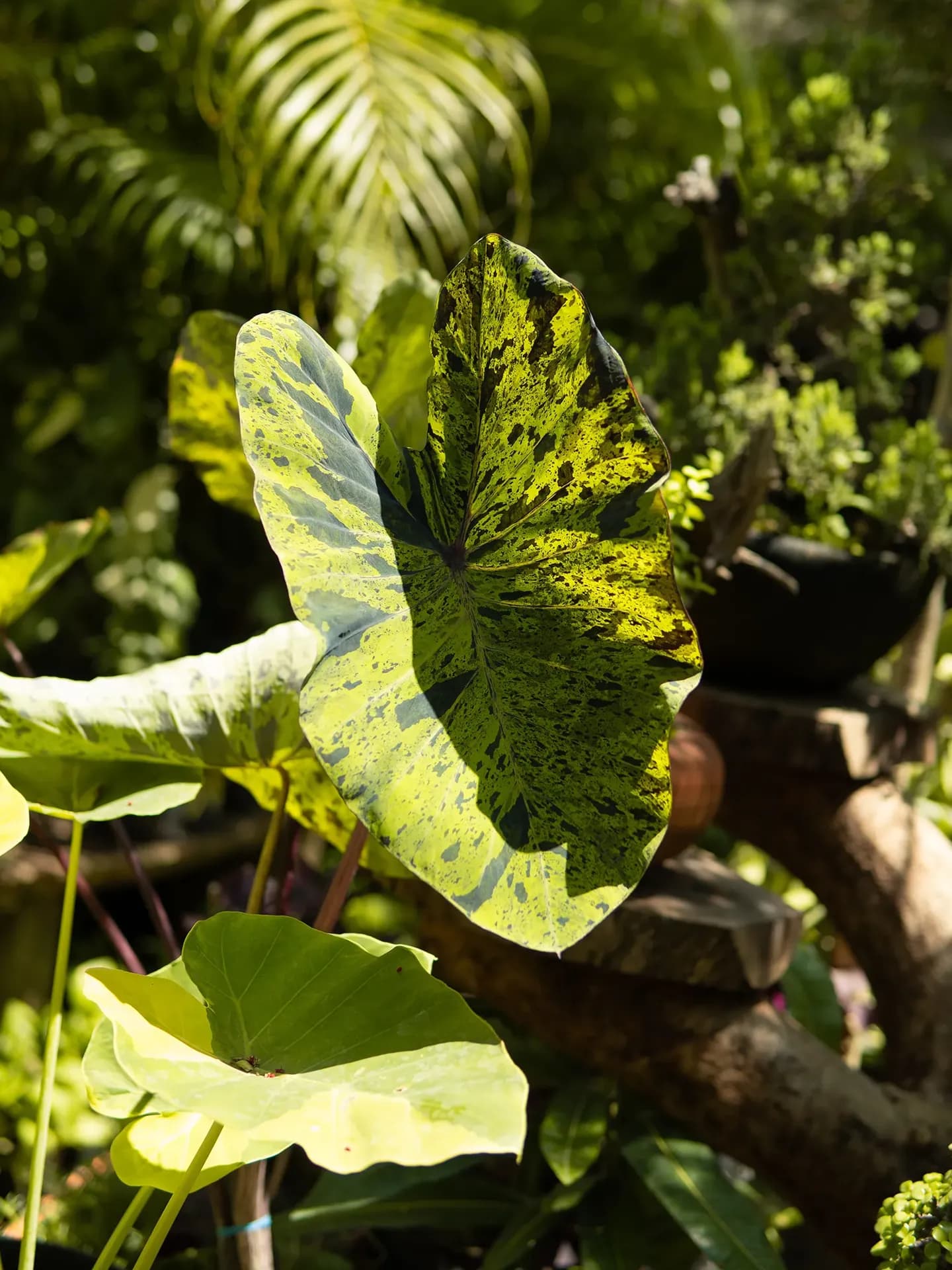 A close-up shot of a large, variegated Elephant Ear leaf with striking dark green and lime spots, illuminated by dappled sunlight in a lush, layered tropical garden background
